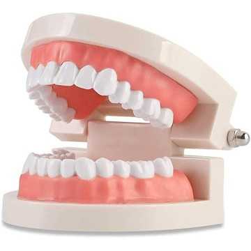 Zahnmodell für Zahnschmuck