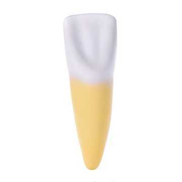 Modèle anatomique incisive...